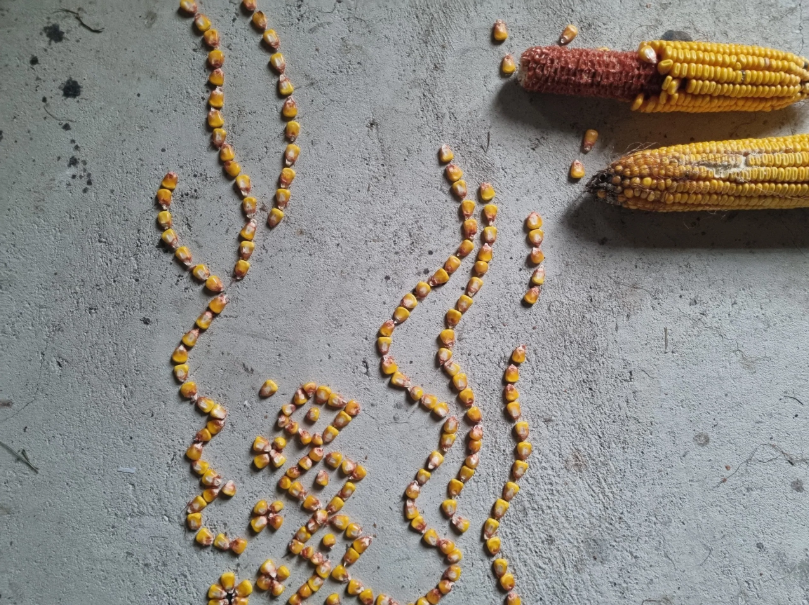 LIČKANJE KORUZE KOT RITUAL Z UMETNICO MATEJO KAVČIČ, MEDGENERACIJSKA DELAVNICA